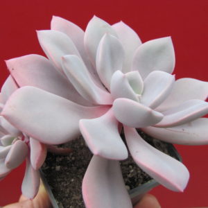 Echeveria    Debbie
