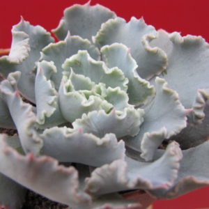 Echeveria     Curly   Pearl