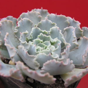 Echeveria     Curly   Pearl