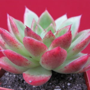 Echeveria    Gilva