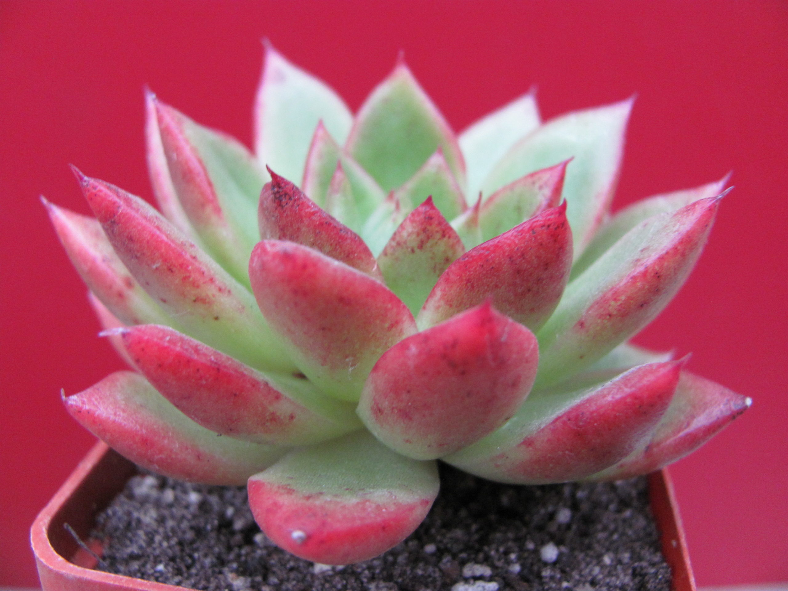 Echeveria Gilva