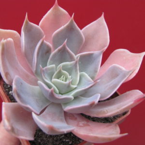 Echeveria     *Linda   Jane*