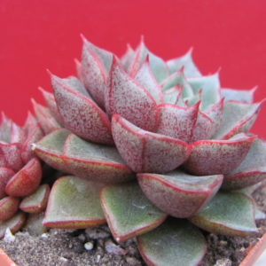 Echeveria    purpusorum     hybr.