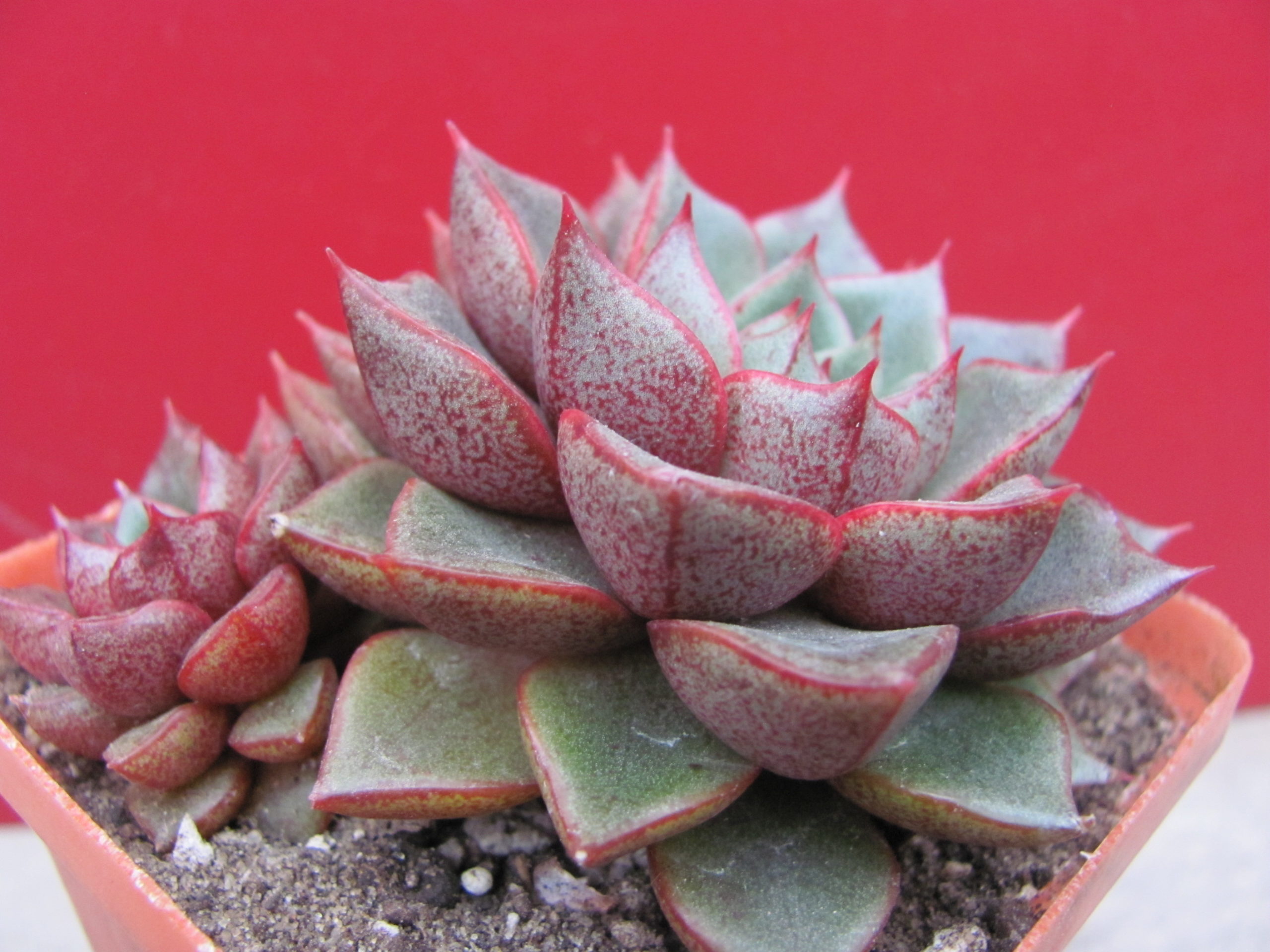 Echeveria purpusorum hybr.