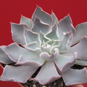 Echeveria     strictiflora   hybr.    F1