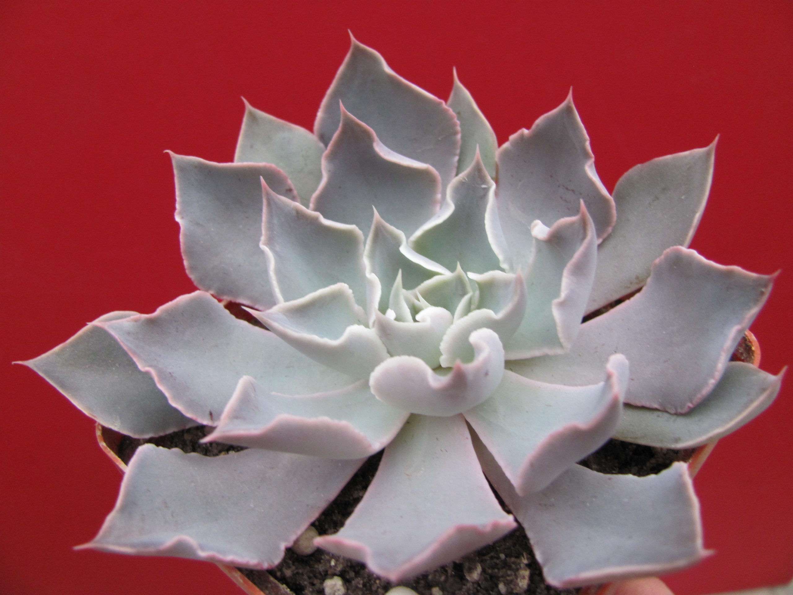 Echeveria strictiflora hybr. F1