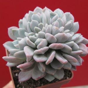 Echeveria     glauca    cristata