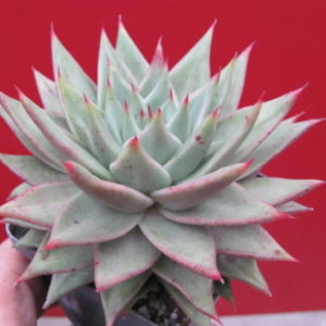 Echeveria      agavoides     Aguamarin