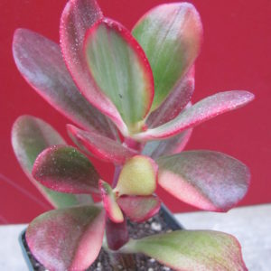 Crassula     Hummels    Sunset     variegata