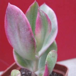Crassula    ovata   variegata