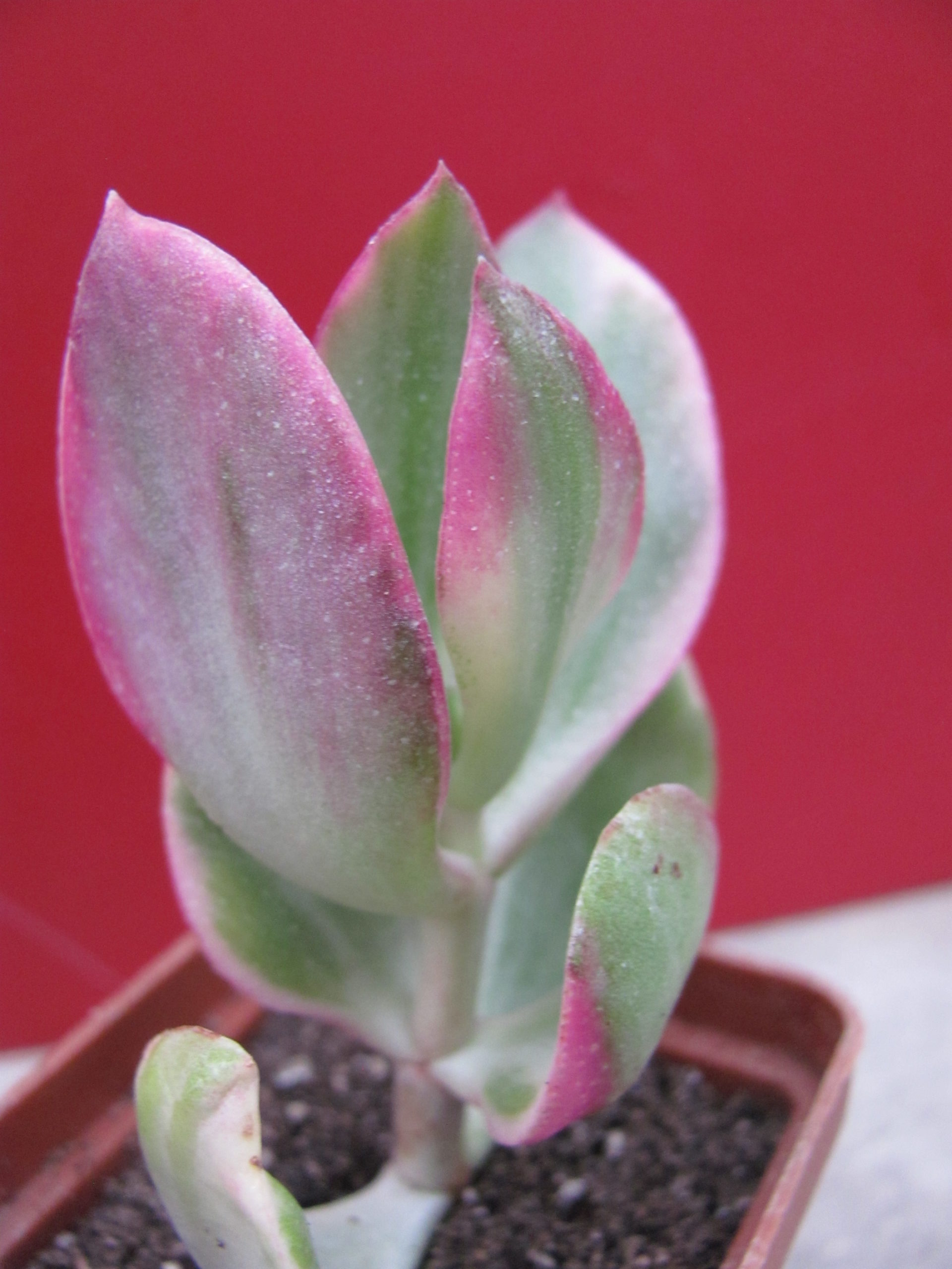 Crassula    ovata   variegata