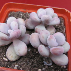 Pachyphytum    Pink    3 разом