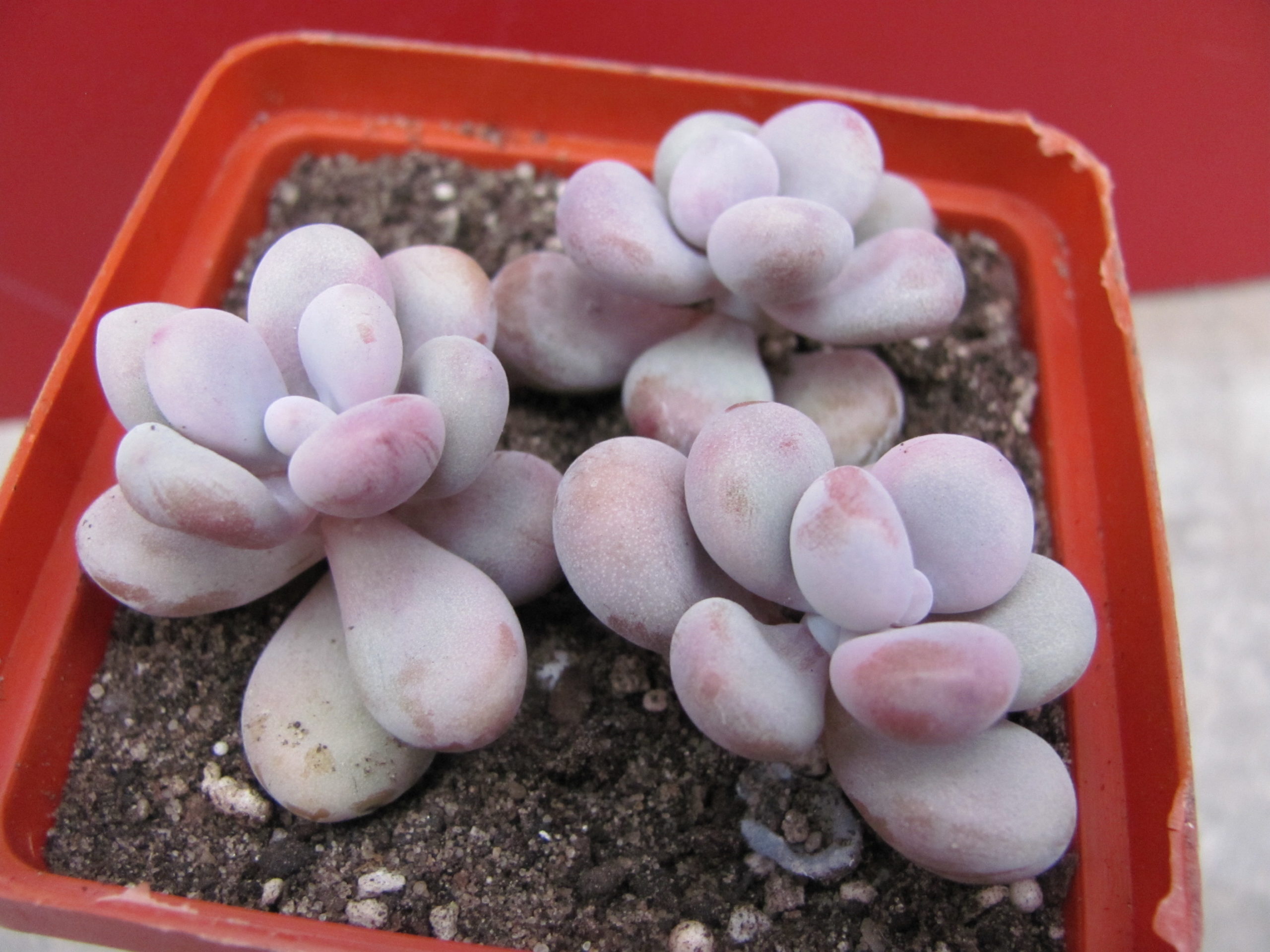 Pachyphytum Pink 3 разом