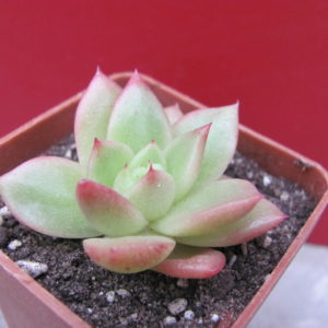 Echeveria    Gilva