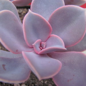 Echeveria    Purple   Pearl