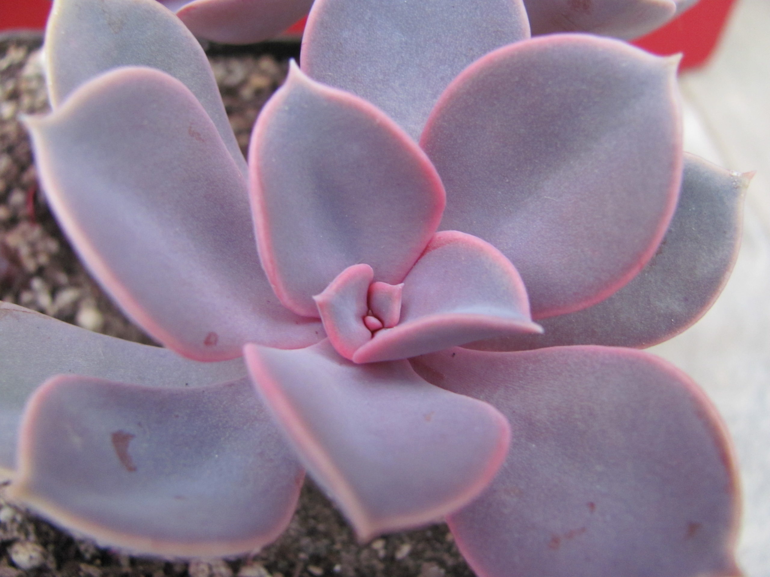 Echeveria Purple Pearl