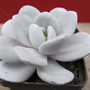 Echeveria   laui