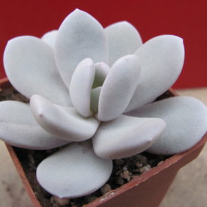 Echeveria   laui