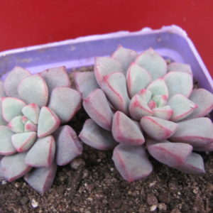 Echeveria    expatriata