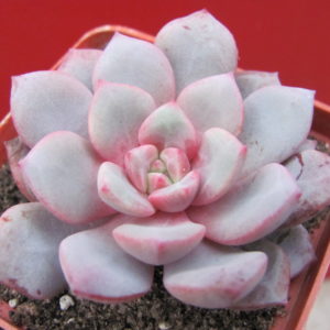 Echeveria     *Jelly   Jem*    Red