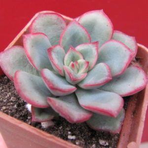 Echeveria     hybr.     #10