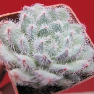 Echeveria     deminuta
