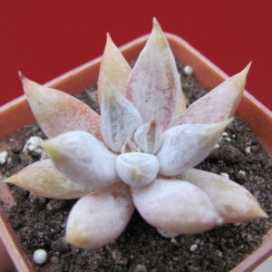 Echeveria     tolimanensis