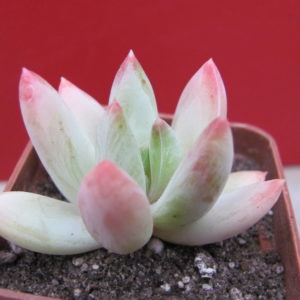 Echeveria     hookeri