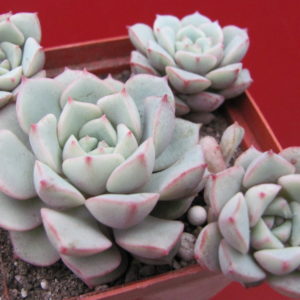 Echeveria      *Panda   Face*