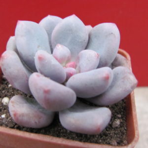 Pachyphytum     oviferum    hybr.      #100