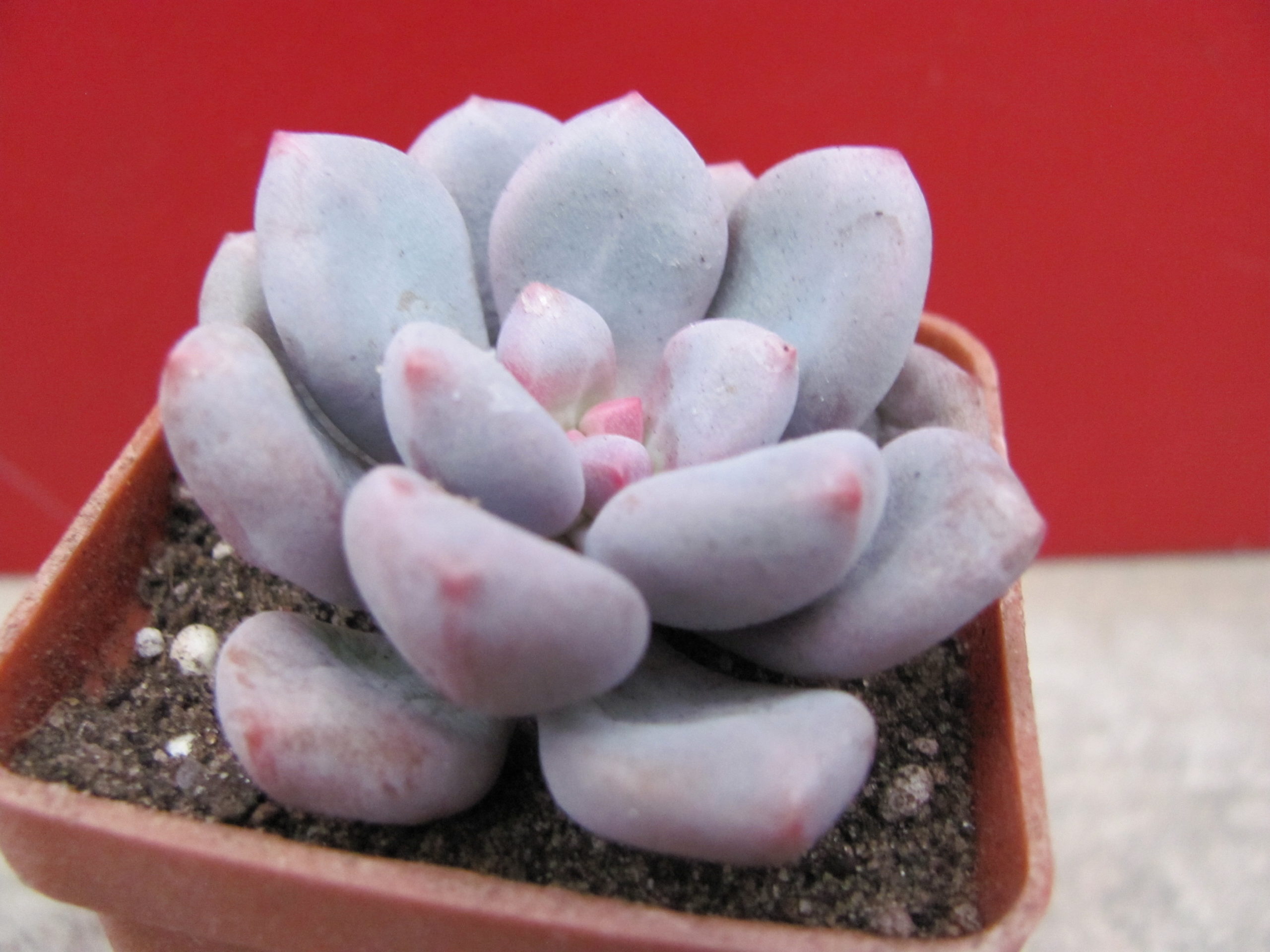 Pachyphytum oviferum hybr. #100