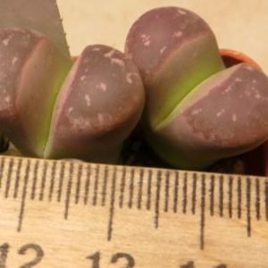 lithops red oliva