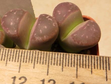 lithops red oliva