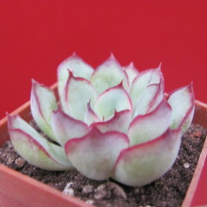 Echeveria     pulidonis