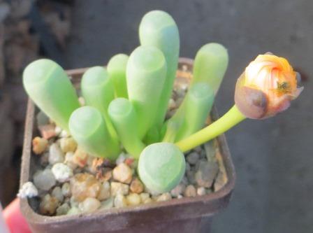 fenestraria rhopalophylla subsp. aurantiaca