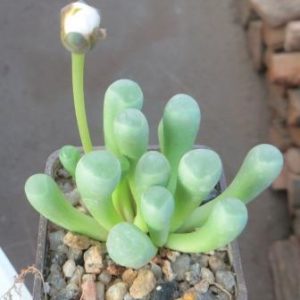 fenestraria rhopalophylla