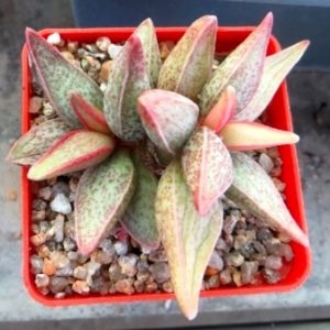 adromischus marianae hybrid