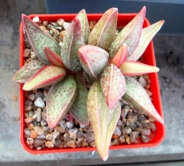 adromischus marianae hybrid