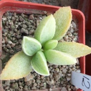 adromischus marianae hybrid