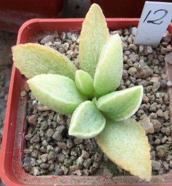 adromischus marianae hybrid
