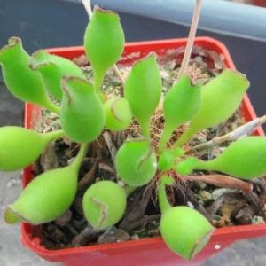 Adromischus cristatus Kleinpoort