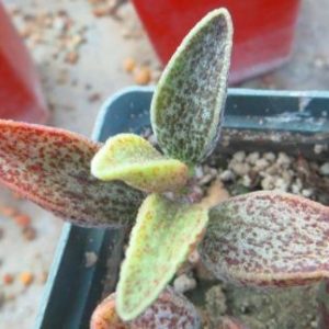 adromischus marianae hybrid