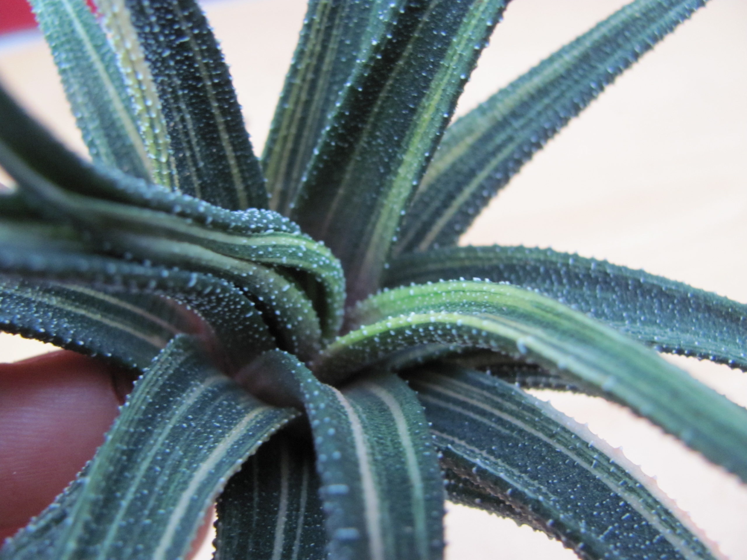 Haworthia     radula    variegata
