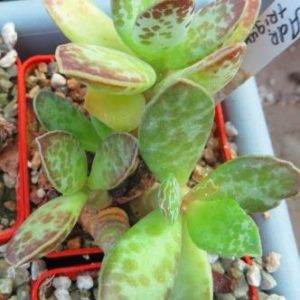 Adromischus triginus