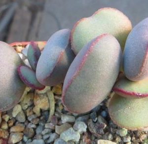 adromischus marianiae hallii