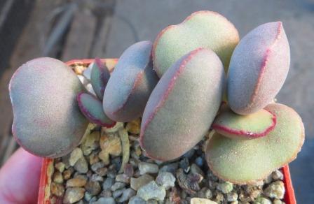 adromischus marianiae hallii
