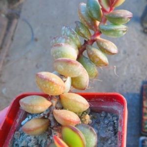adromischus subdistichus