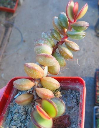 adromischus subdistichus
