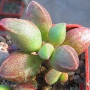 116 adromischus marianae immaculatus Бельгия