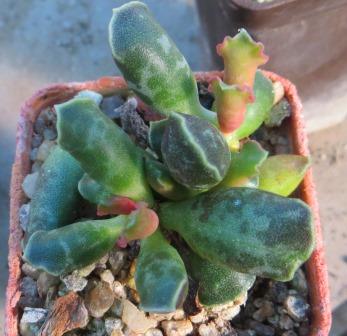 adromischus cooperi Graaf Reinet- генотип я ярким окрасом
